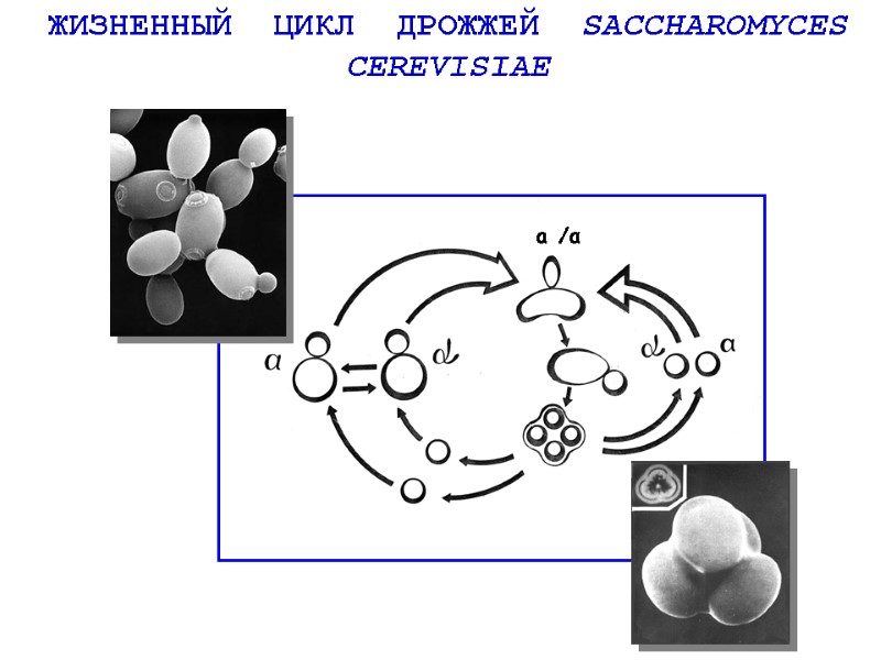 ЖИЗНЕННЫЙ  ЦИКЛ  ДРОЖЖЕЙ  SACCHAROMYCES  CEREVISIAE a /α